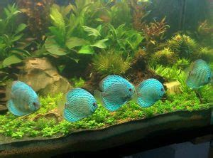 Image result for Turquoise Discus Fish