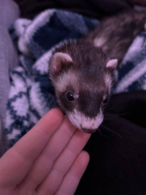 Ferret Animals Wanted in United States | Petzlover