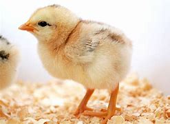 Image result for Baby Chick SVG Free