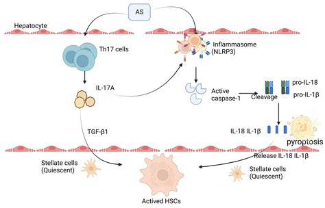 Mechanistic Studies on the Role of IL-17/NLRP3 in Arsenic-Induced ...