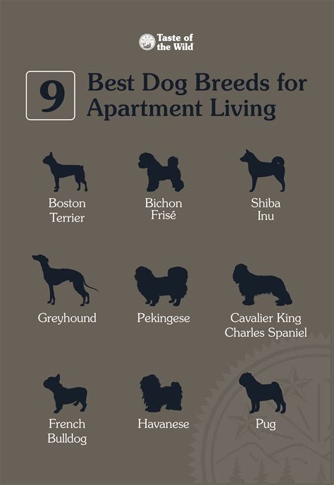 Apartment Dogs Breeds Poster