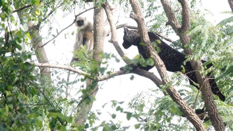 Viral pics of 'Bagheera' in Madhya Pradesh's Mowgli land | The Times of ...