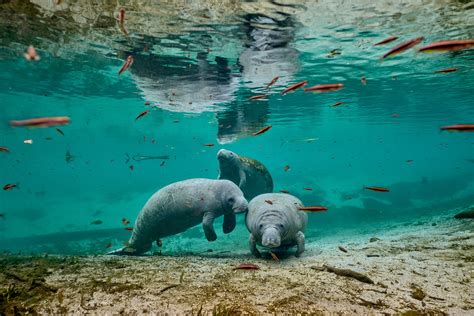 Where To See Manatees