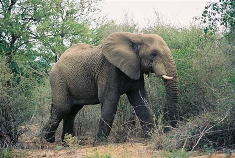 Image result for Elephant Insurance