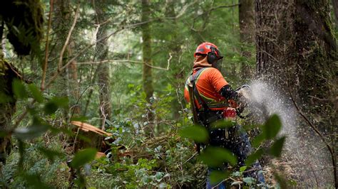 The Last Woodsmen - Holzfäller am Limit | Jetzt kostenlos online sehen ...