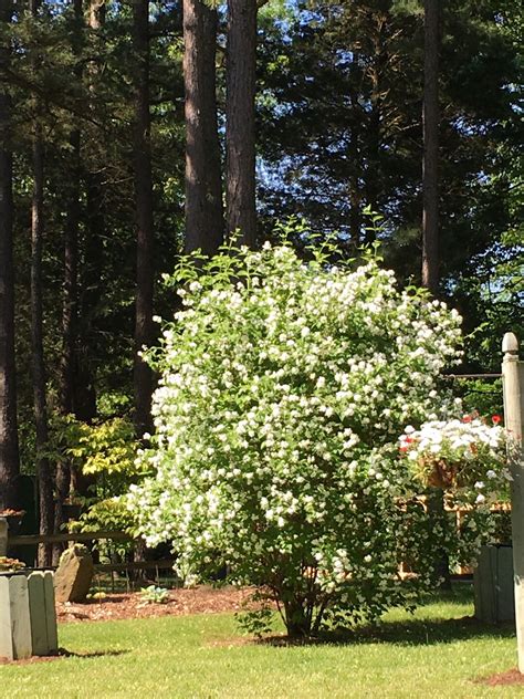 What Is A Mock Orange Tree at Wilma Scanlon blog