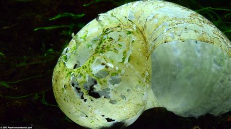 Freshwater Snails: Types Of Aquarium Snails Available In Stores