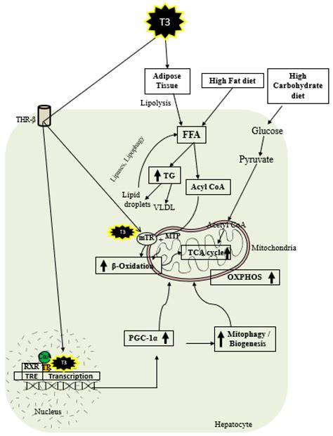 Thyroid Hormone and Mitochondrial Dysfunction: Therapeutic Implications ...