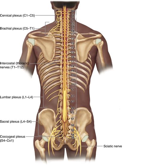 Brachial Plexus Anatomy Bone And Spine