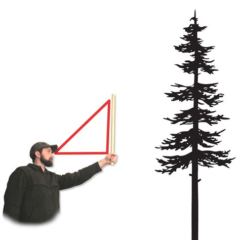 Image result for Proper Way to Measure the Height of a Tree Using a Tree Scale Stick