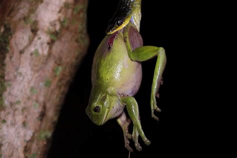 Image result for Python vs Frog