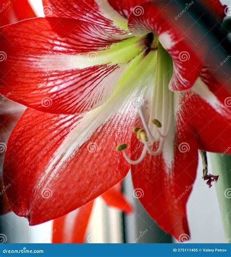 Big Red Delicate Beautiful Amaryllis Flower, Macro Stock Image - Image ...