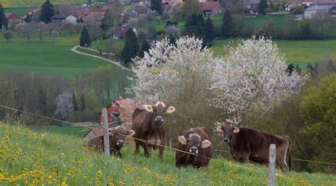 EXPO HOTEL MONTAGNY (Montagny-près-Yverdon) - Guesthouse Reviews ...