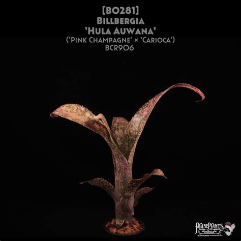 【送料無料】Billbergia 'Hula Auwana'〔ビルベルギア〕現品発送B0281 | plane plants