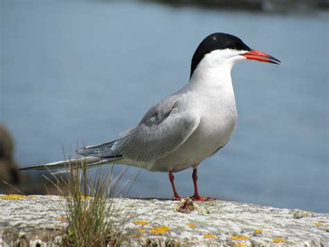 Common Tern | FWS.gov