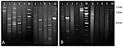Genetic Diversity and Phylogenetic Analysis Among Multidrug-Resistant ...