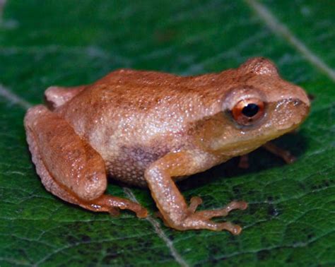 Image result for Spring Peeper Frog Habitat