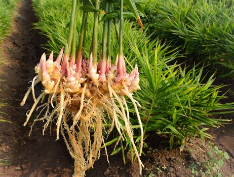 How To Root And Grow Ginger at Donald Hammond blog