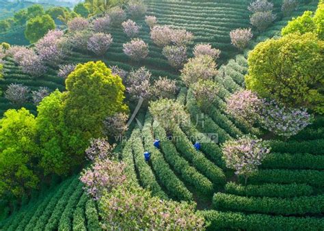 浙江安吉：生态茶园采茶忙-人民图片网