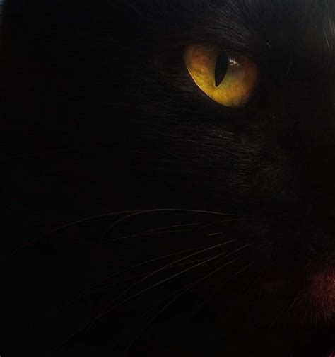 Download Golden Black Feline Cat Eyes Wallpaper | Wallpapers.com