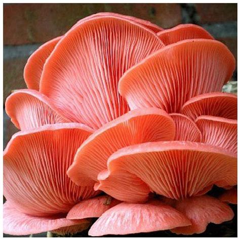 Buy Mushroom Culture Syringe - Live Fungus - Many to Choose from ...