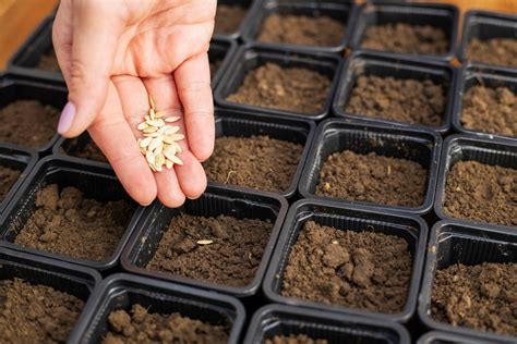 Gardener shares photo of their creative DIY seed-starter cups: 'Much ...