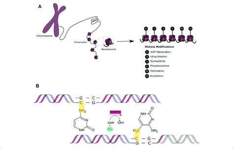 Epigenetic Modifications 的图像结果