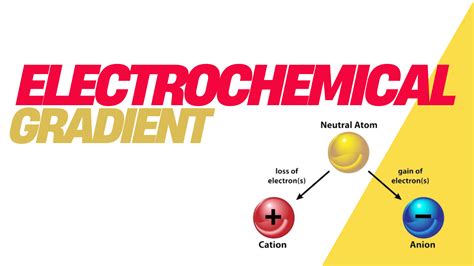 Electrochemical Gradients in Cellular Transport
