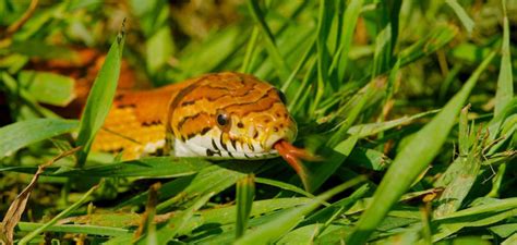 Image result for Pumpkin Pie Ball Python