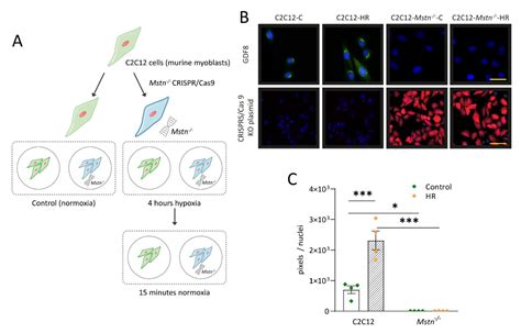 Myostatin Deficiency Protects C2C12 Cells from Oxidative Stress by ...