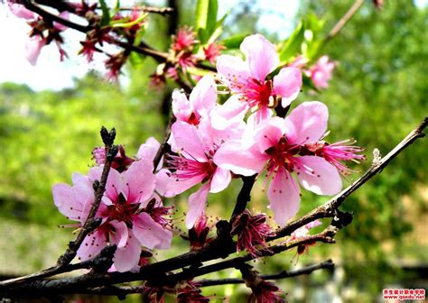 院子里种桃树好不好？桃树种植有什么风水禁忌？