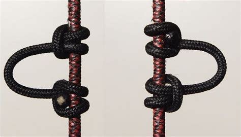 Image result for D-loop Length