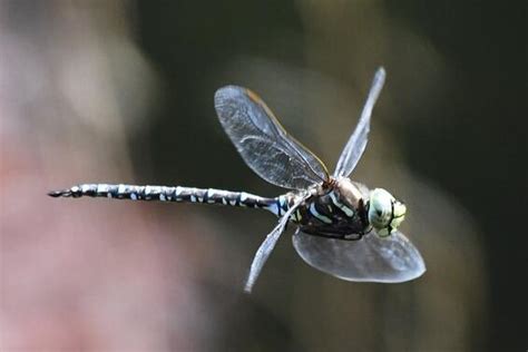 Subarctic Darner | Mass.gov