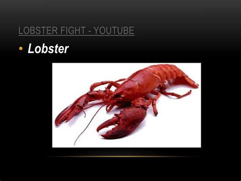 Image result for Class Crustacea Main Features