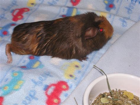 SAGP: JUNE'S GUINEA PIG OF THE MONTH--Harley!
