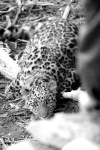 Cheetah Yawn | Animals, Animals beautiful, Wild cats