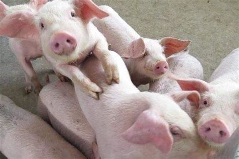 幼猪养殖注意事项，温度把控至关重要 - 农敢网