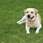 Image result for Cute Dog Babies