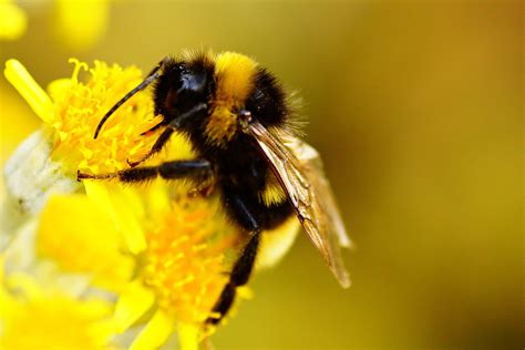 Bumble Bee Insect Wallpaper