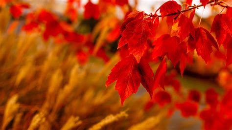 Autumn Theme for Windows 10 & 11