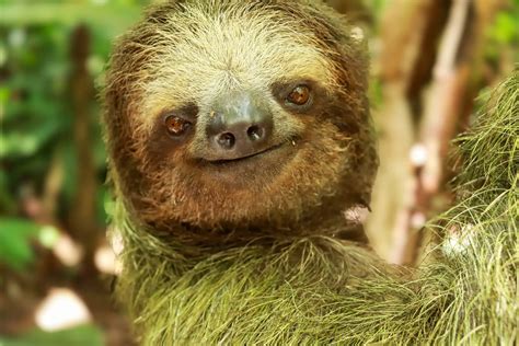 Sloth Predators | Sloth Tour La Fortuna | December
