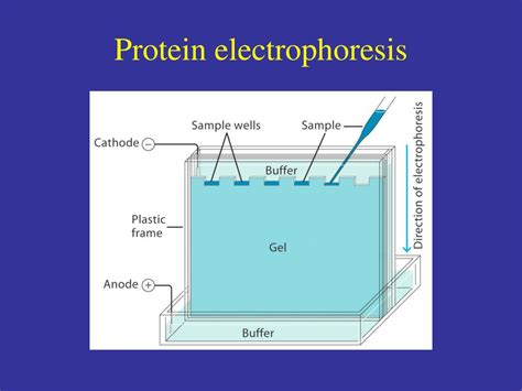 Image result for Visual Elisa Protocol