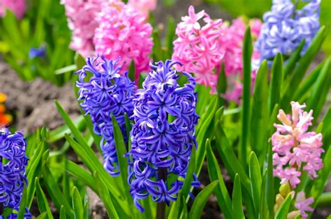 Hyacinth Plant Bulbs