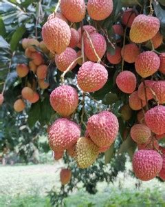 Cloud Farm Litchi Plant Price in India - Buy Cloud Farm Litchi Plant ...