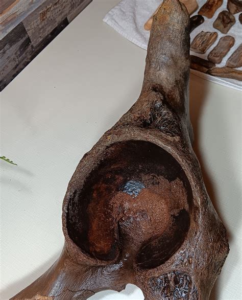 SE Texas - Mammoth pelvis and tusk? - Fossil ID - The Fossil Forum