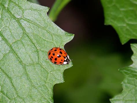 Ladybug, ladybug, fly away home Flies Away, Ladybugs, Lovely, Green ...