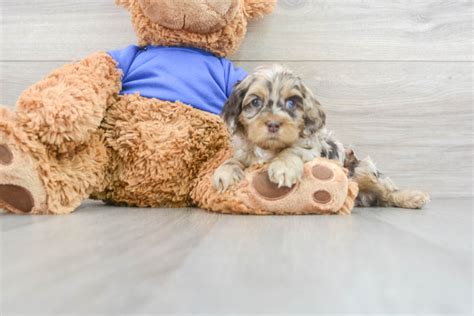 Image result for Cockapoo Dog Baby