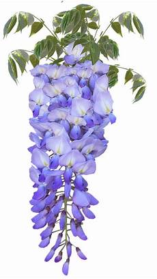 glicine fiore wisteria flower 183 free photo on pixabay glicine fiore wisteria flower 183 free photo on pixabay