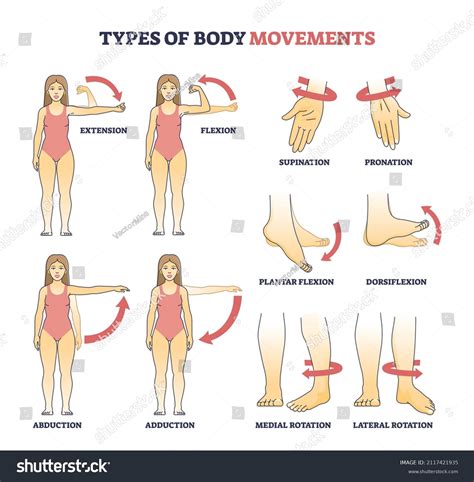 289 Muscles Flexion Extension Images, Stock Photos & Vectors | Shutterstock