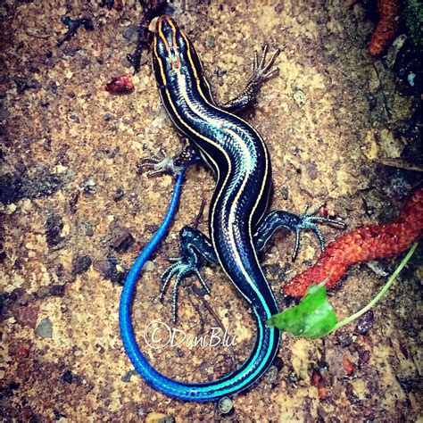 Blue-tailed skink | Lizard, Cartoon lizard, Blue tail